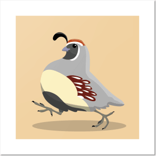 Gambell's quail Posters and Art